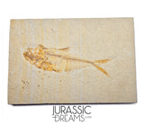 S271 - Nicely Preserved "Diplomystus dentatus" Fossil Fishs - Eocene Age from USA