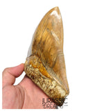 J496 - Gem Grade Huge Killer Megalodon Tooth from Rare Indonesia Location
