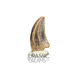 S73 - Top Rare Acheroraptor temertyorum (Dromaeosaurid Raptor Theropod) Dinosaur Tooth - Hell Creek Formation