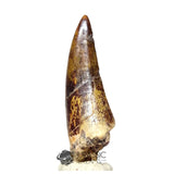 20047- Nicely Preserved Afrovenator abakensis Megalosaurid Dinosaur Tooth Jurassic Tiouraren Fm IN CATAWIKI AUCTION NOW