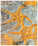 S173 - Museum Grade Ordovician Aged Brittle Stars (Ophiura sp) Mortality Plate
