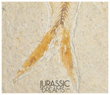 S271 - Nicely Preserved "Diplomystus dentatus" Fossil Fishs - Eocene Age from USA