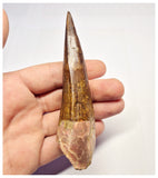 1368 - Huge Spinosaurus aegyptiacus Dinosaur Tooth - Cretaceous KemKem Beds