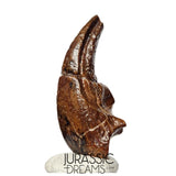 J106 - Top Rare Killer Alvarezsaurid Theropod Dinosaur Manus Claw - Lower Cretaceous Elrhaz Fm