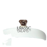 J435- Lovely Tiny Thescelosaurus sp Ornithischian Dinosaur Tooth - Late Cretaceous - Lance Fm