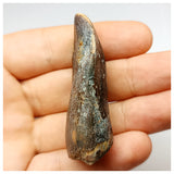 1352 - Huge Jobaria Sauropod Dinosaur Tooth Jurassic Tiouraren Fm