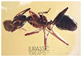 J35 - SUPERB Ant Formicidae Fossil Inclusion Genuine BALTIC AMBER + HQ Picture