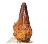 S347 - Outstanding Spinosaurus aegyptiacus Dinosaur Tooth in Natural Matrix - Visible Carina