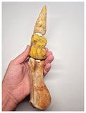 1527 - Museum Grade Spinosaurus aegyptiacus Dinosaur Complete Toe Finger with Claw- KemKem Beds