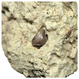 S134 - Exceedingly Rare Oldest Thyreophoran Dinosaur Tooth (Likely cf Spicomellus or Adratiklit) - El Mers Fm