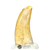 20276- Nicely Preserved Afrovenator abakensis Megalosaurid Dinosaur Tooth Jurassic Tiouraren Fm IN CATAWIKI AUCTION NOW