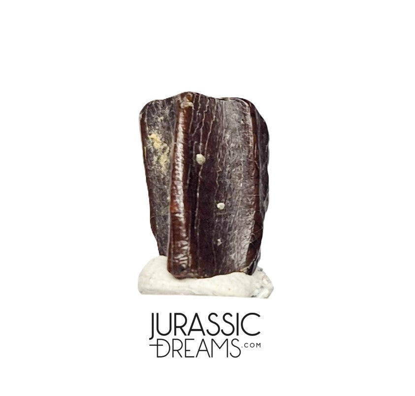 J412 - Nicely Preserved Edmontosaurus Hadrosaurid "duck-billed" Ornithopod Dinosaur Tooth - Hell Creek Fm