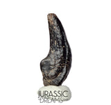 J196 - Top Rare Killer Theropod (cf Alvarezsaurid) Dinosaur Manus Claw - Lower Cretaceous Elrhaz Fm