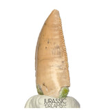 S164 - Large Majungasaurus crenatissimus Abelisaurid Dinosaur Tooth with Unusual Green Sandstone matrix on its base