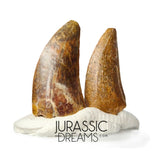 S199 - Set of 2 Nice Rare Kryptops palaios Abelisaurid Theropod Dinosaur Teeth - Elrhaz Fm