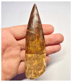 1367 - Huge Spinosaurus aegyptiacus Dinosaur Tooth - Cretaceous KemKem Beds
