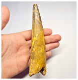 1360 - Huge Spinosaurus aegyptiacus Dinosaur Tooth - Cretaceous KemKem Beds