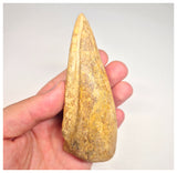 1498 - Museum Grade Spinosaurus aegyptiacus Dinosaur Complete Toe Finger with Claw- KemKem Beds