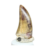 20046- Nicely Preserved Afrovenator abakensis Megalosaurid Dinosaur Tooth Jurassic Tiouraren Fm