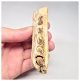 1517 - Museum Grade Juvenile Spinosaurus Dinosaur Right Hemi dentary jaw- Cretaceous KemKem Beds