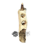 20017 - Unusual Suchomimus tenerensis Spinosaurid Dinosaur Left Hemi dentary IN CATAWIKI AUCTION NOW