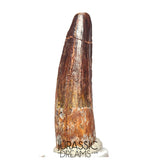 S311 - Nicely Preserved Spinosaurus aegyptiacus Dinosaur Tooth - Cretaceous Red Sanstone Beds