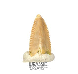 S319 - Top Rare Majungasaurus crenatissimus Abelisaurid Dinosaur PREMAXILLARY Tooth