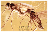J19 - 2 Rare DAGGER FLIES Brachystomatidae & More Fossil Inclusion Genuine BALTIC AMBER + HQ Picture