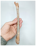 1140 - Museum Grade Unidentified Pterosaur Femur Bone Cretaceous KemKem