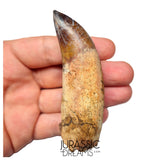 S491 - Museum Grade Fully Rooted Sarcosuchus imperator Crocodile Tooth - Cretaceous Elrhaz Fm