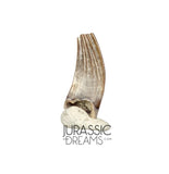 S70 - Exceedingly Rare Paronychodon caperatus (Troodontid Theropod) Dinosaur Tooth - Lance Fm