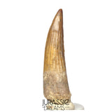 S315 - Gem Grade Suchomimus tenerensis Spinosaurid Partially Rooted Dinosaur Tooth - VISIBLE CARINA