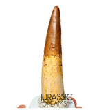 S231 - Large Rooted Spinosaurus aegyptiacus Dinosaur Tooth - Cretaceous KemKem Beds