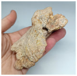 1179 - Museum Grade  Undescribed Pseudosuchia "Dog-faced Crocodile" Left Maxillary