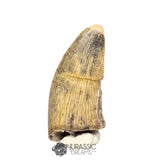 20456 - Nicely Preserved Afrovenator abakensis Megalosaurid Dinosaur Tooth IN CATAWIKI AUCTION NOW