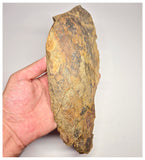 C11 - Unique Juvenile Anomalocaridid Aegirocassis benmoulai Ordovician Fezouata Fm