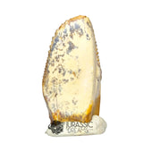20020 -Exceedingly Rare Unidentified Basal Iguanodontian Dinosaur Tooth