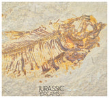 S251 - Nicely Preserved "Diplomystus dentatus" + "Knightia eocaena" Fossil Fishes - Eocene Age from USA