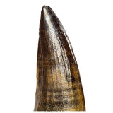 S388 - Finest Quality Suchomimus tenerensis Spinosaurid Dinosaur Tooth WITH VISIBLE CARINA