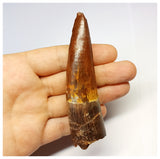 1317 - Gem Grade Spinosaurus aegyptiacus Dinosaur Tooth - Cretaceous KemKem Beds