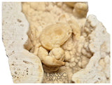J60 - Huge Fossil Crab (Potamon) Preserved in Travertine - Turkey Location