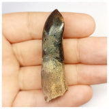 1304 - Top Rooted Jobaria Sauropod Dinosaur Tooth Jurassic Tiouraren Fm