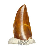S93 - Unusual Majungasaurus crenatissimus Abelisaurid Dinosaur PREMAXILLARY Tooth