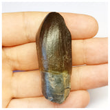 1305 - Gem Grade Jobaria Sauropod Dinosaur Tooth Jurassic Tiouraren Fm