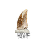 S136 - Top Rare Acheroraptor temertyorum (Dromaeosaurid Raptor Theropod) Dinosaur Tooth - Lance Creek Fm