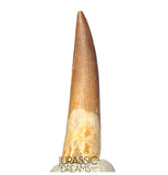 S253 - Stunning Large Zarafasaura oceanis (Elasmosaur) Partially Rooted Tooth - Late Cretaceous