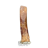 S75 - Top Rare Nigersaurus taqueti (Rebbachisaurid) Sauropod Dinosaur Tooth