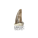 S103 - Top Rare Dromaeosaurid Raptor Theropod Dinosaur PREMAXILLARY Tooth - Judith River Fm