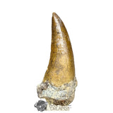 20029 - Nicely Preserved Large Suchomimus tenerensis Dinosaur Tooth
