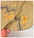 C15 - Finest Grade Soft Bodied Marrellomorph Furca mauretanica Associated with Euloma Trilobite Ordovician Fezouata